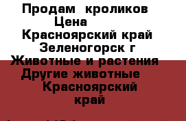 Продам  кроликов › Цена ­ 350 - Красноярский край, Зеленогорск г. Животные и растения » Другие животные   . Красноярский край